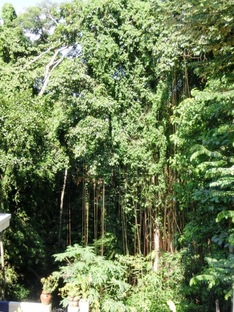 Latugu Homestay Ubud Номер фото