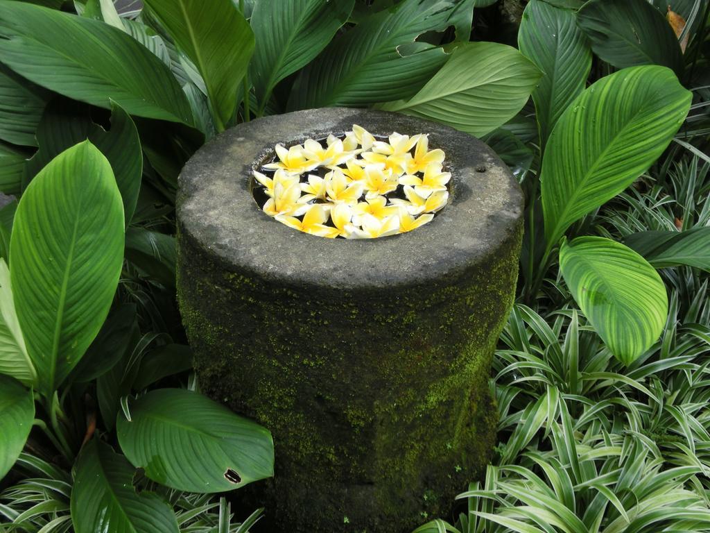 Latugu Homestay Ubud Екстер'єр фото