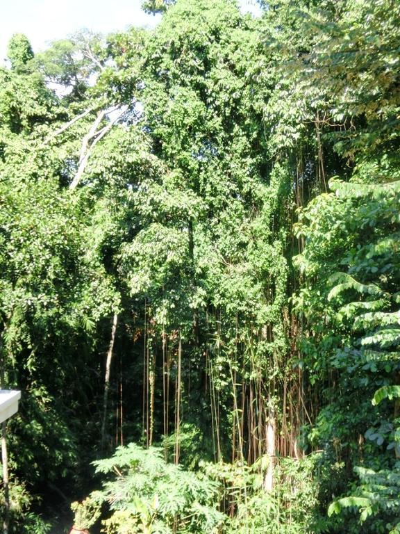 Latugu Homestay Ubud Екстер'єр фото